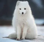 Poolvos Solutions company logo