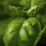 Bio Natural Solutions (BIONS) company icon